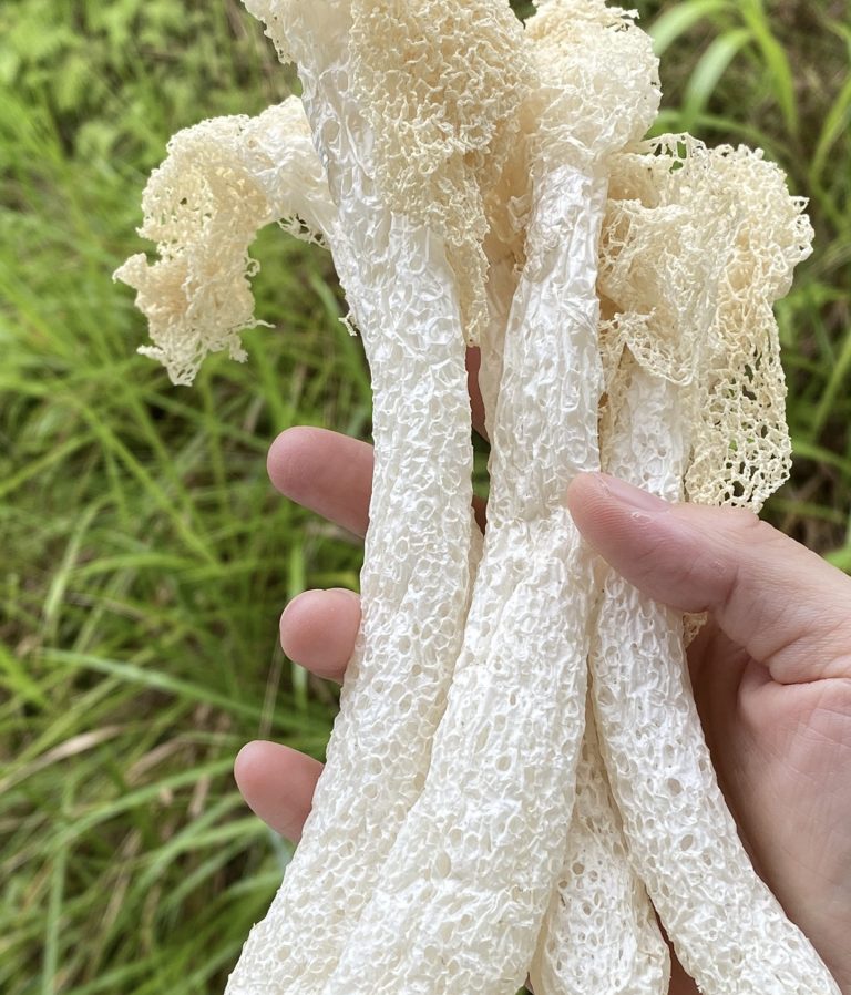 竹荪实拍图片/视频